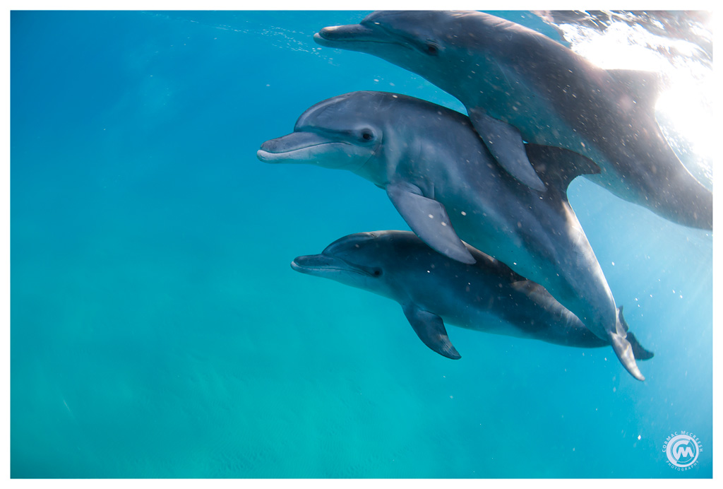 Juvenile bottlenose dolphins