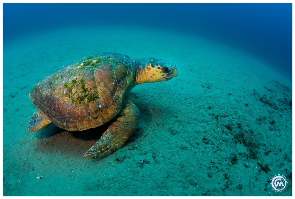 Underwater image of a lazy turtle sleeping underwater